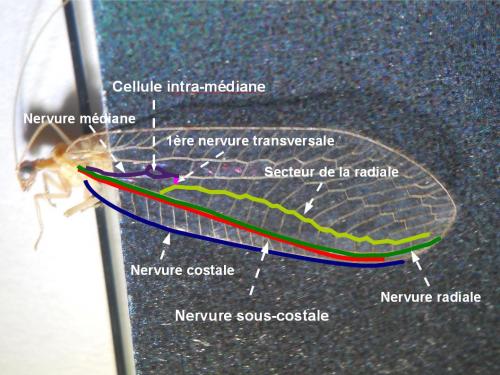 Chrysoperla sp.