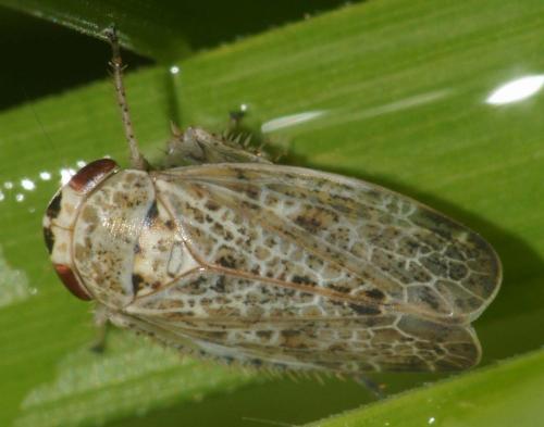 Réf. 65 327 : Allygidius sp.