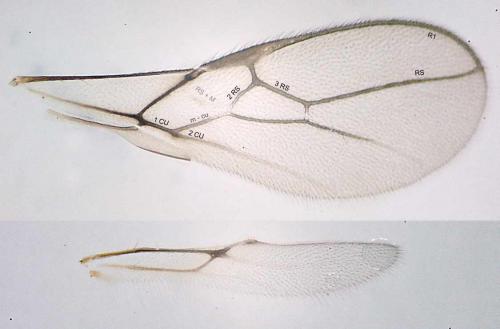 Réf. 65 578 : Aphaereta sp.