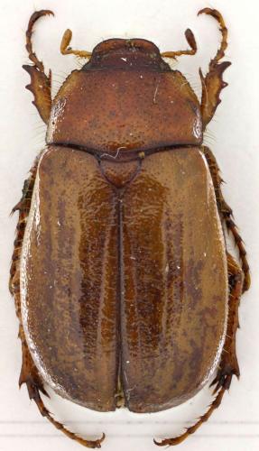 Rhizotrogus mascarauxi
