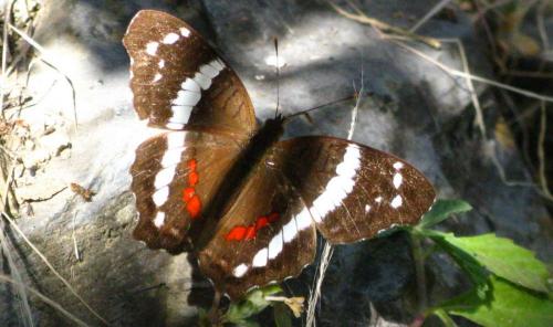 Anartia fatima fatima