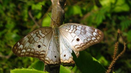 Anartia jatrophae luteipicta