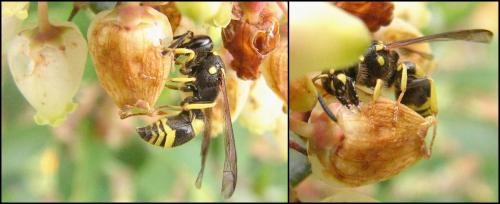 Ancistrocerus sp.