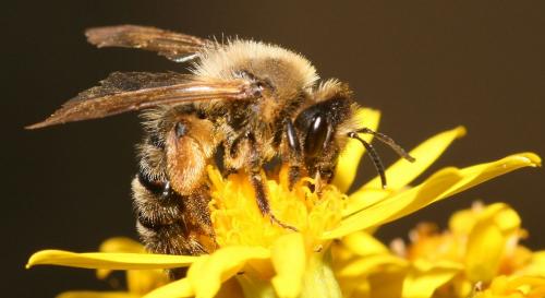 Andrena nigroaenea