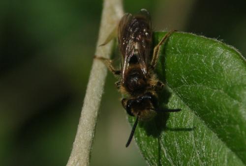 Réf. 65 472 : Andrena sp.