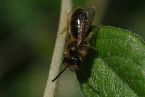 Réf. 65 473 : Andrena sp.
