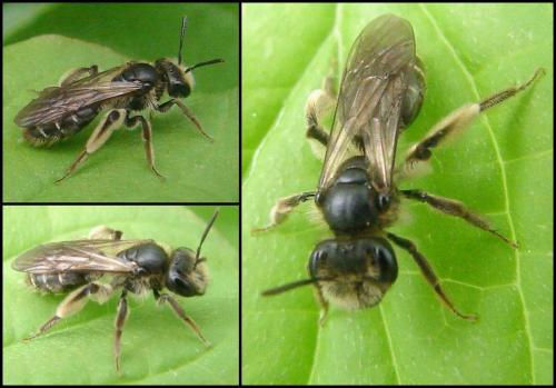 Andrena sp.