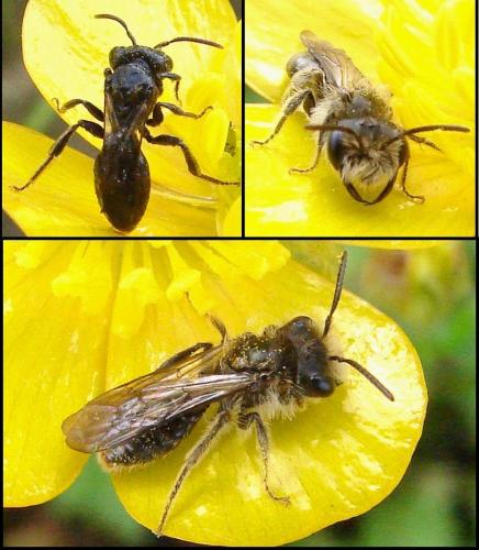 Andrena ranunculi
