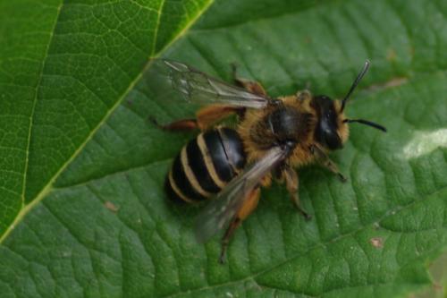 Andrena flavipes