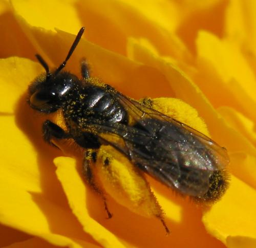 Réf. 65 156 : Panurgus sp.