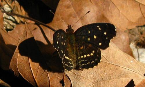 Réf. 65 910 : Anthanassa ardys