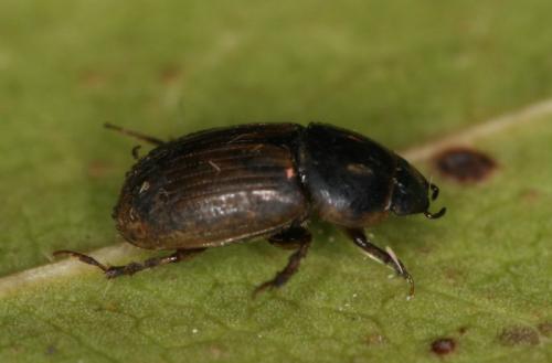 Melinopterus consputus