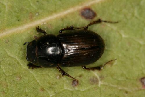 Melinopterus consputus