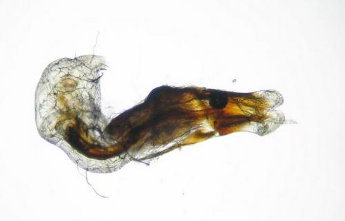 Réf. 65 703 : Melinopterus consputus