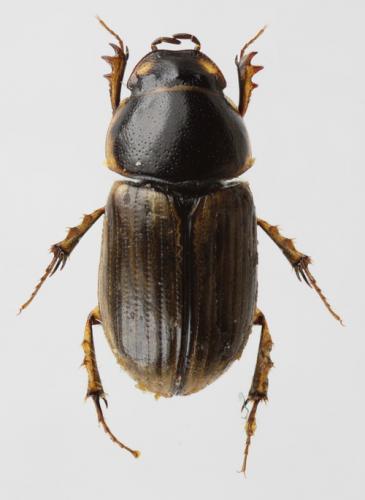 Réf. 65 788 : Melinopterus consputus