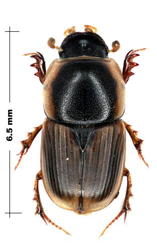 Réf. 65 458 : Aphodius maculicollis