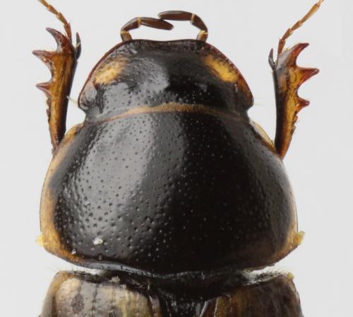 Melinopterus consputus