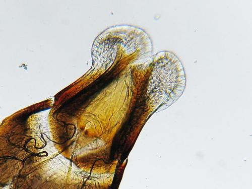 Melinopterus consputus