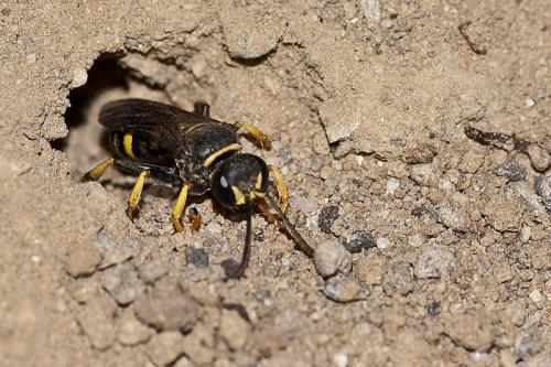Gorytes sp.