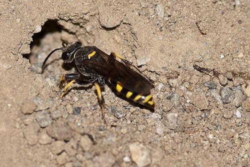 Réf. 65 308 : Gorytes sp.