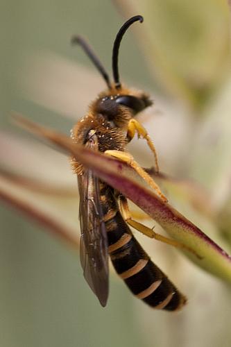 Réf. 65 309 : Halictus scabiosae