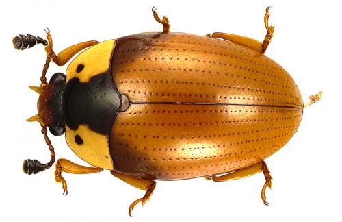 Réf. 65 323 : Apolybas triangularis