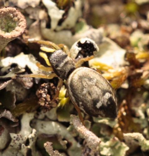 Réf. 65 080 : Heliophanus cupreus