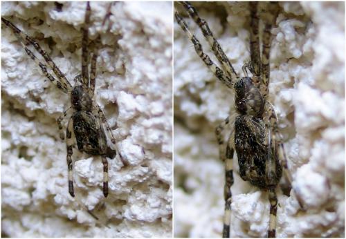 Réf. 65 399 : Episinus maculipes