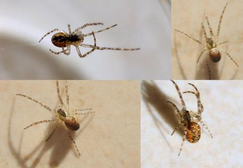Metellina sp.