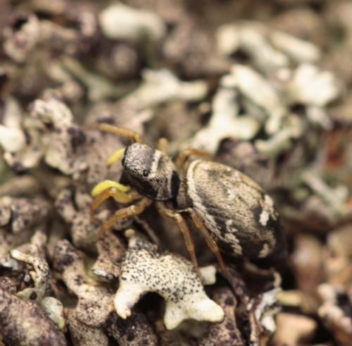 Heliophanus cupreus