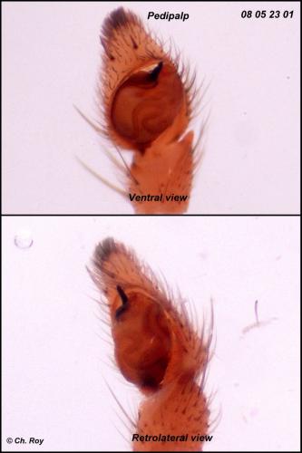 Tibellus oblongus