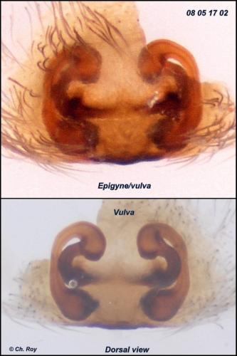 Cheiracanthium mildei