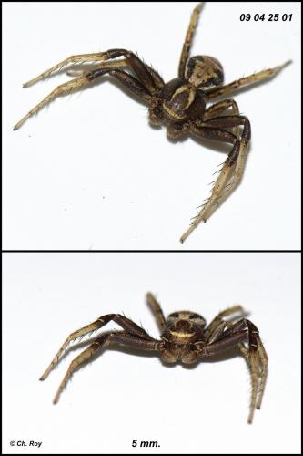 Réf. 65 775 : Xysticus cristatus