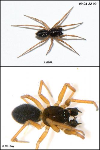 Réf. 65 281 : Trichoncus vasconicus
