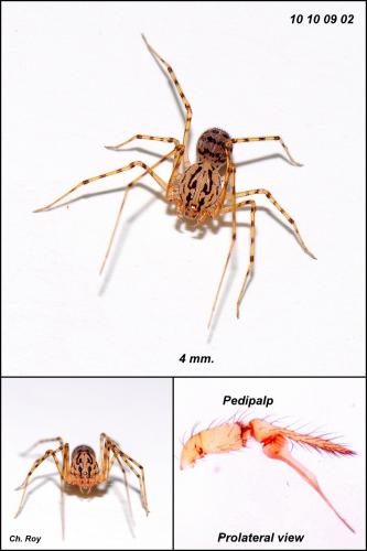Scytodes thoracica