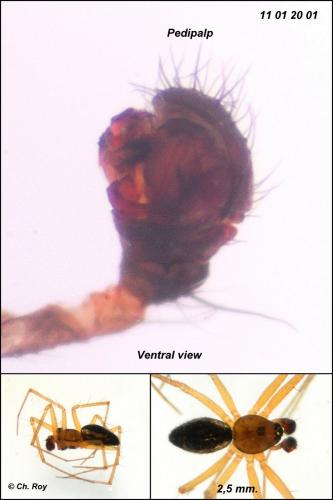 Tenuiphantes tenuis