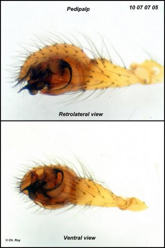 Enoplognatha ovata