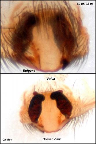 Eratigena saeva