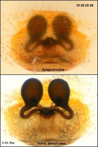 Theridion pictum