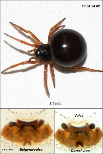 Crustulina sticta
