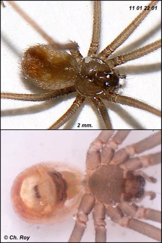 Réf. 65 987 : Psilochorus simoni