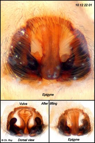 Zoropsis spinimana