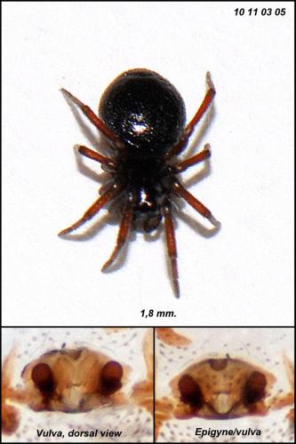 Ceratinella brevis