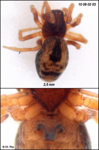 Dictyna uncinata