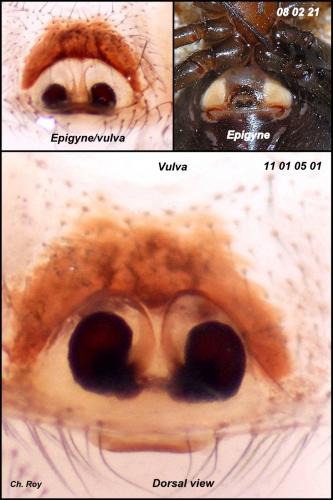 Steatoda grossa
