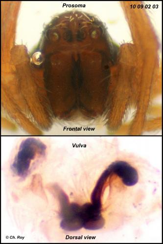Dictyna uncinata
