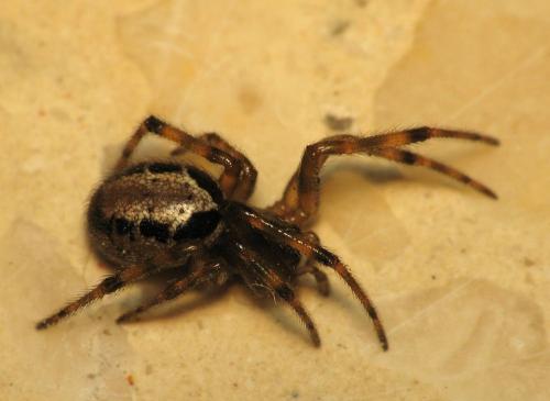 Réf. 65 723 : Steatoda nobilis