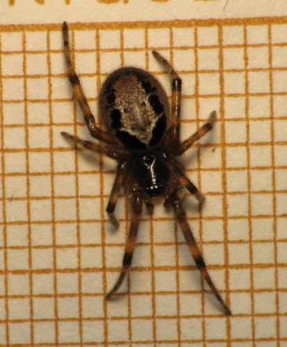 Réf. 65 724 : Steatoda nobilis