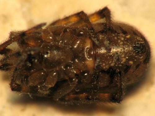 Réf. 65 725 : Steatoda nobilis