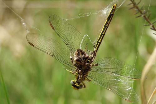 Araneus angulatus